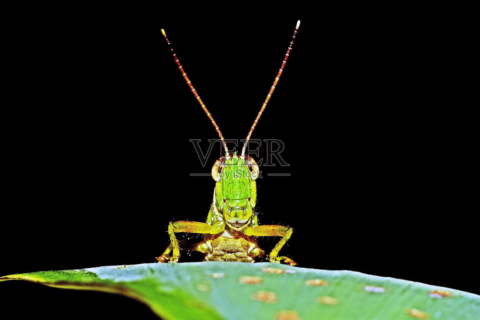 蚱蜢在叶子上看着相机-黑色的背景。照片摄影图片