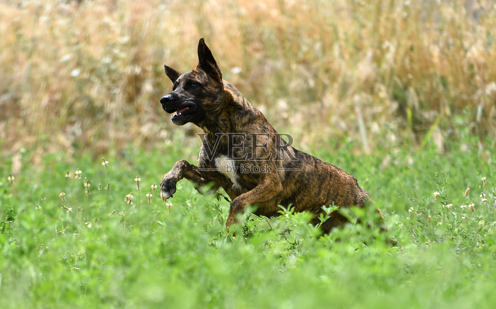 狗照片摄影图片