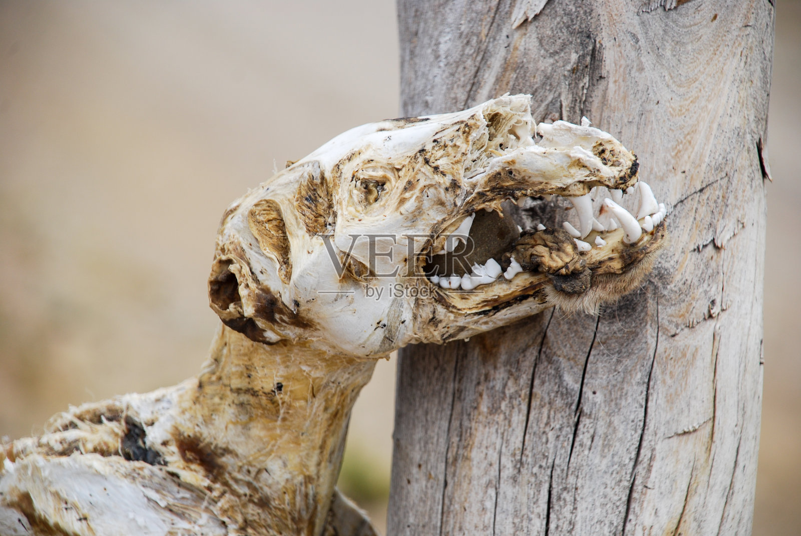 篱笆上挂着一具死动物的骨架照片摄影图片