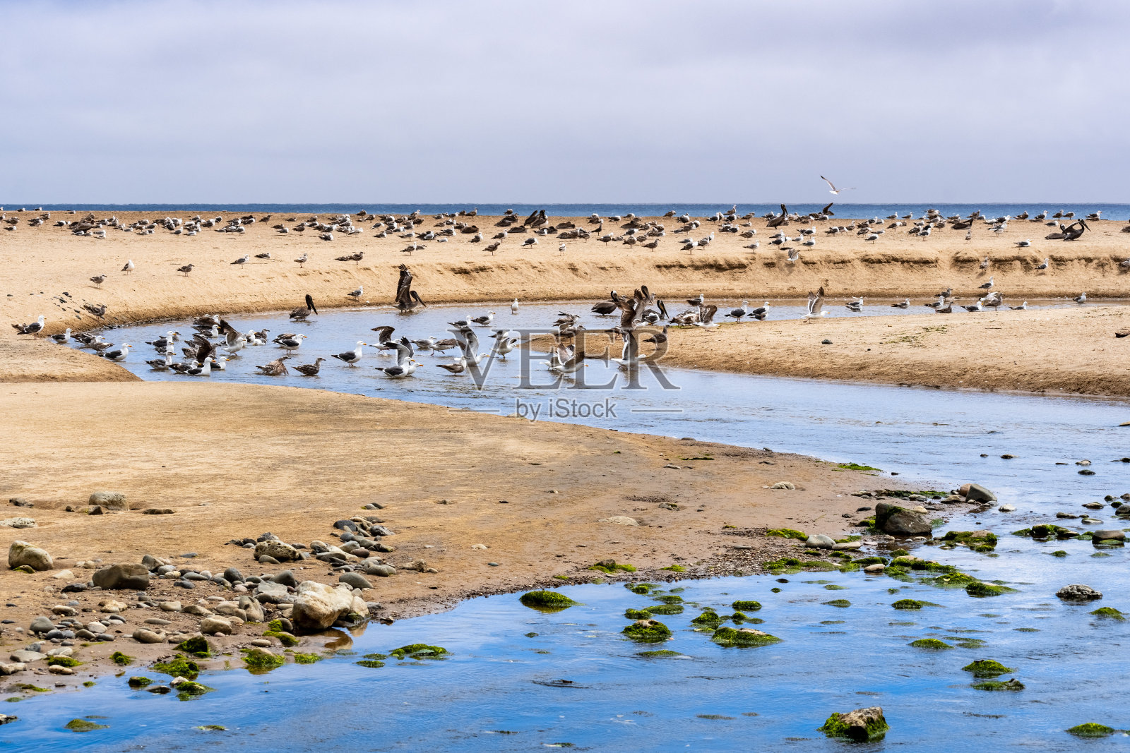 蜿蜒穿过沙丘的Gazos溪;海鸥和褐鹈鹕在水里钓鱼照片摄影图片