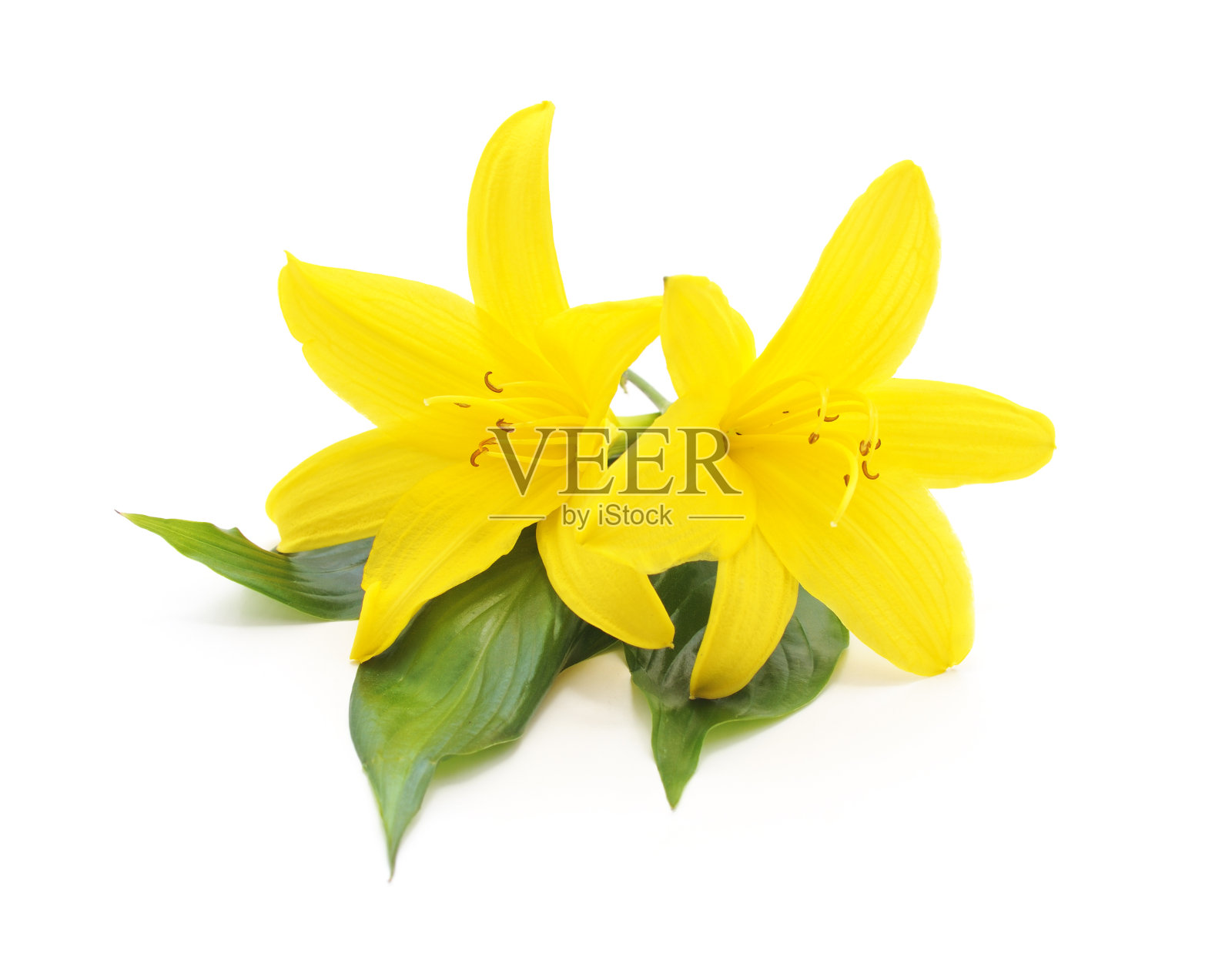 一束黄色的百合。照片摄影图片