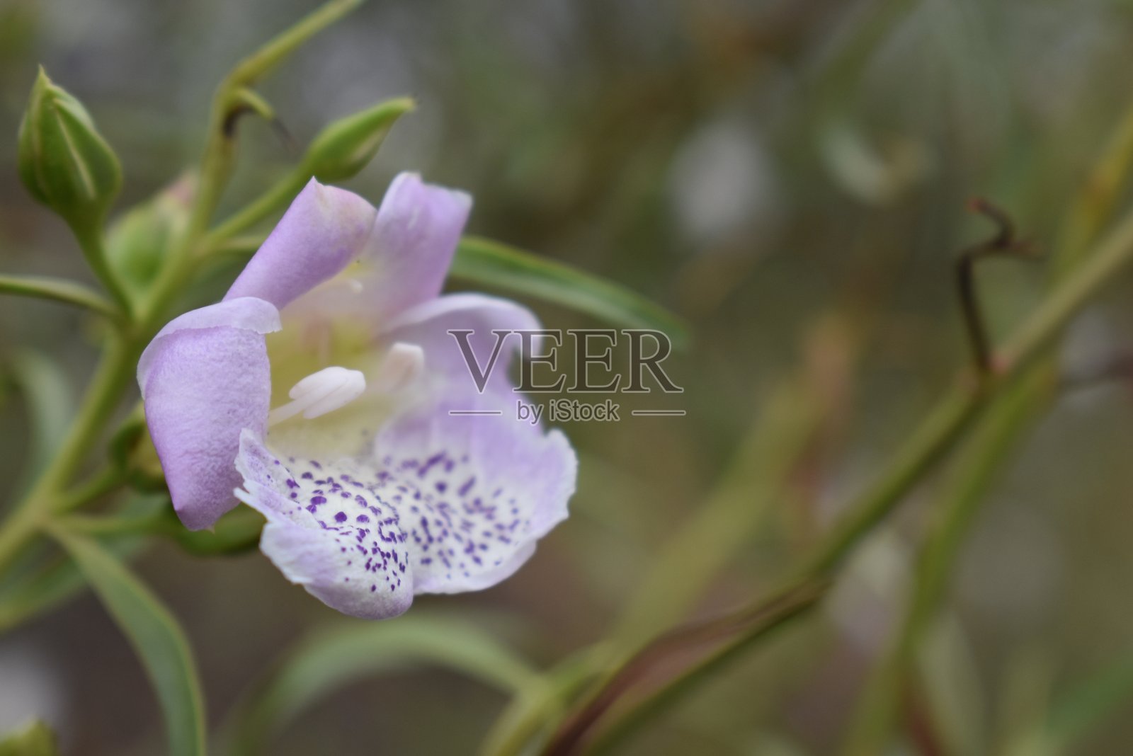 贡迪温迪历险记照片摄影图片