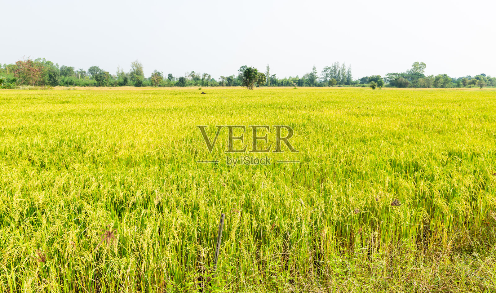 泰国当地稻田晴朗的一天照片摄影图片