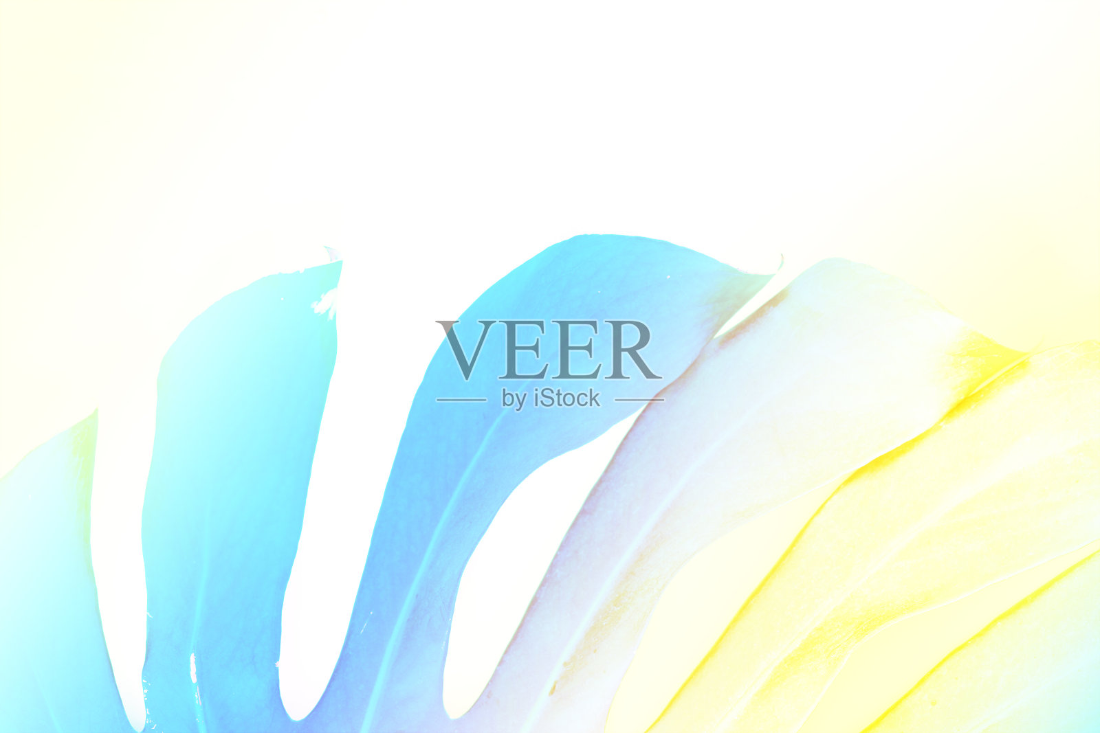 摘要热带背景。时髦的霓虹灯的颜色。健美的。的背景。旅游卡。软焦点照片摄影图片