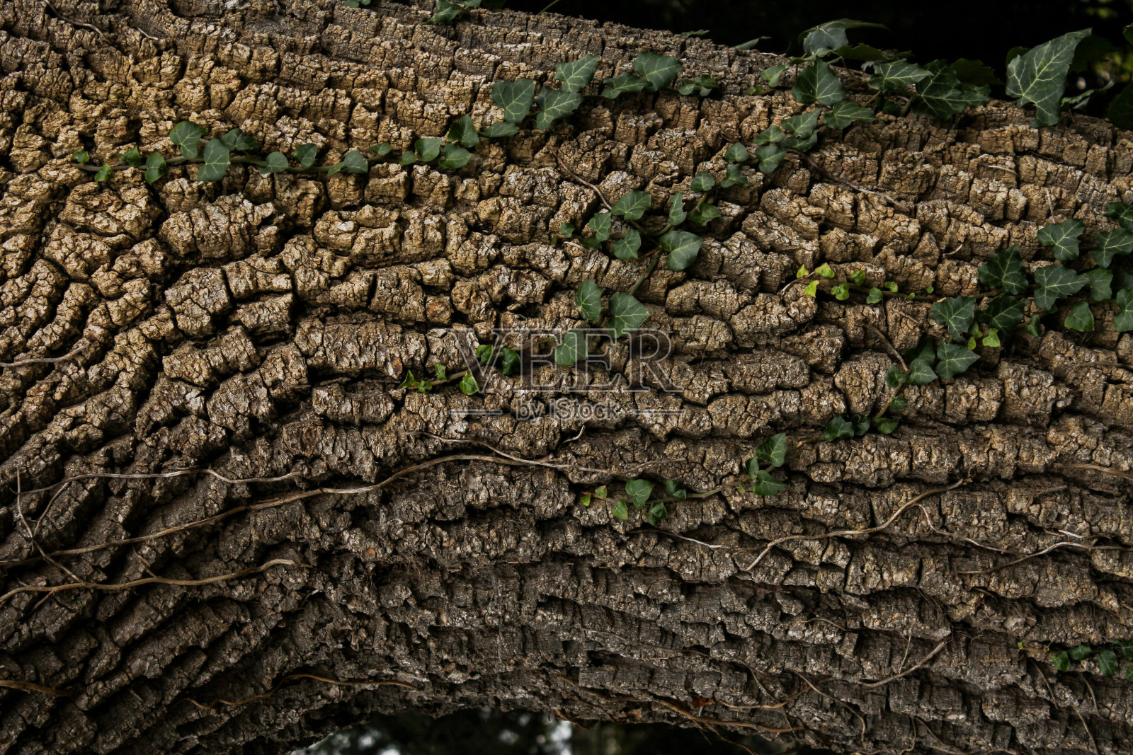 树干上的树皮。照片摄影图片