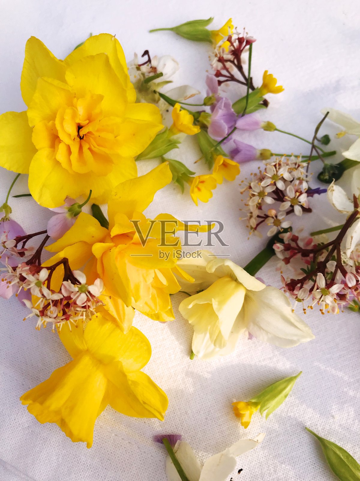 花园:花在四月-黄色和紫色照片摄影图片