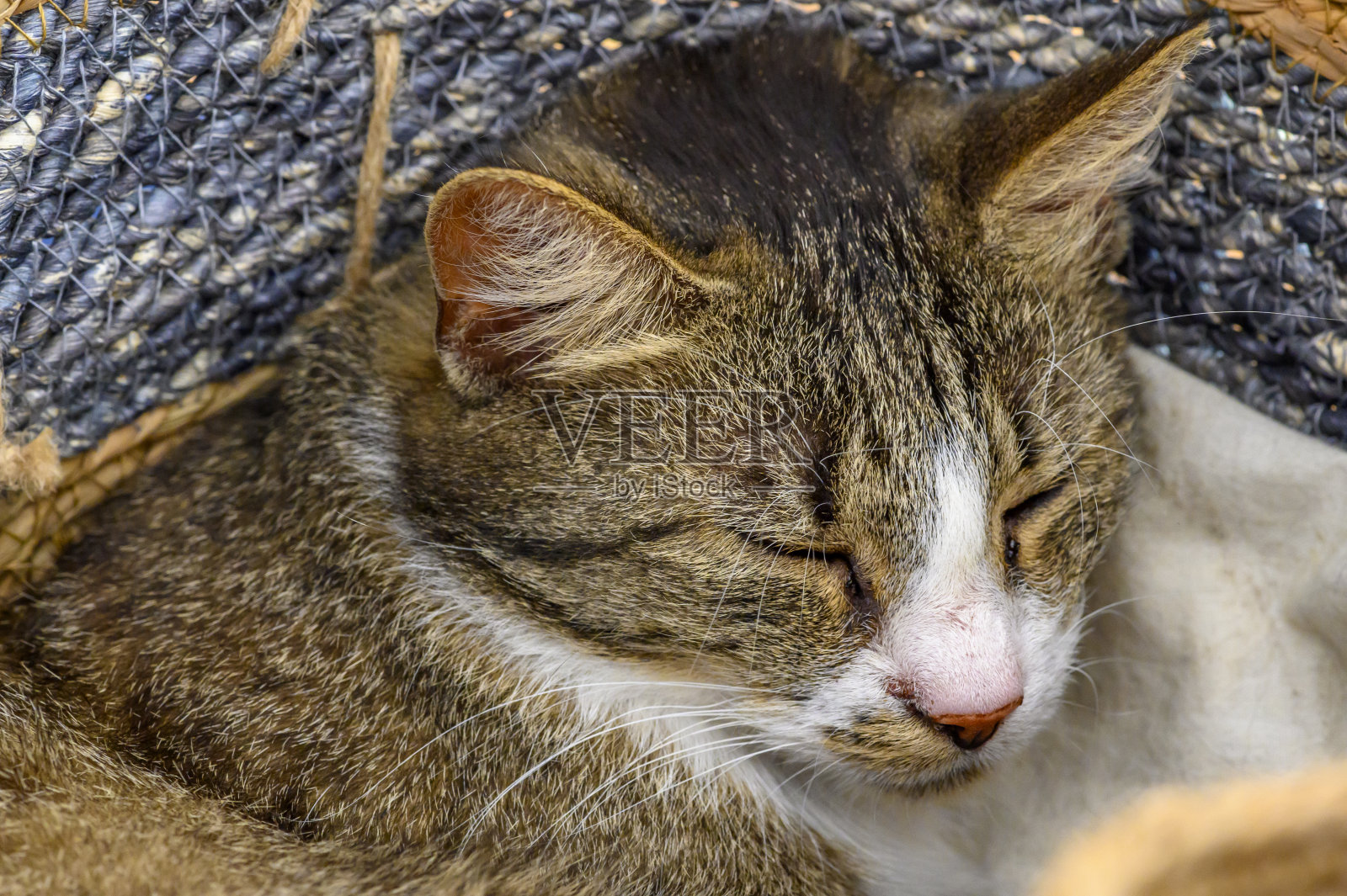 你看到一只家猫放松地躺在编织的篮子里，让阳光照在脸上。照片摄影图片