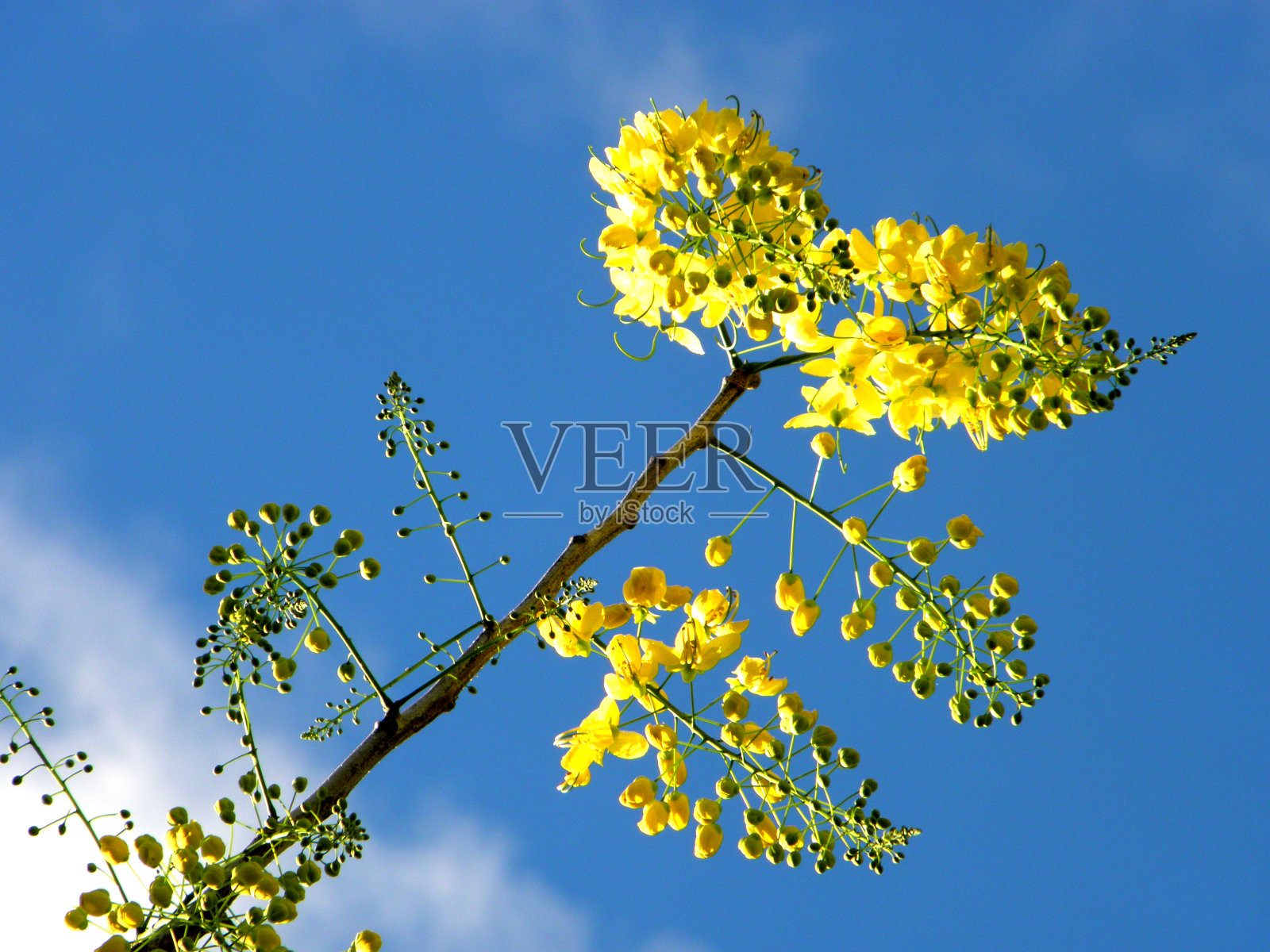 金色阵雨花(决明子)与非常晴朗的天在天空背景，选择焦点。照片摄影图片