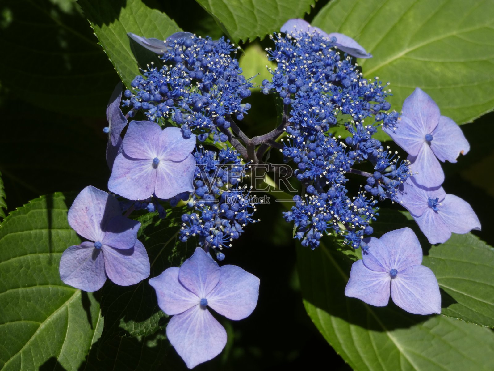 绣球花照片摄影图片