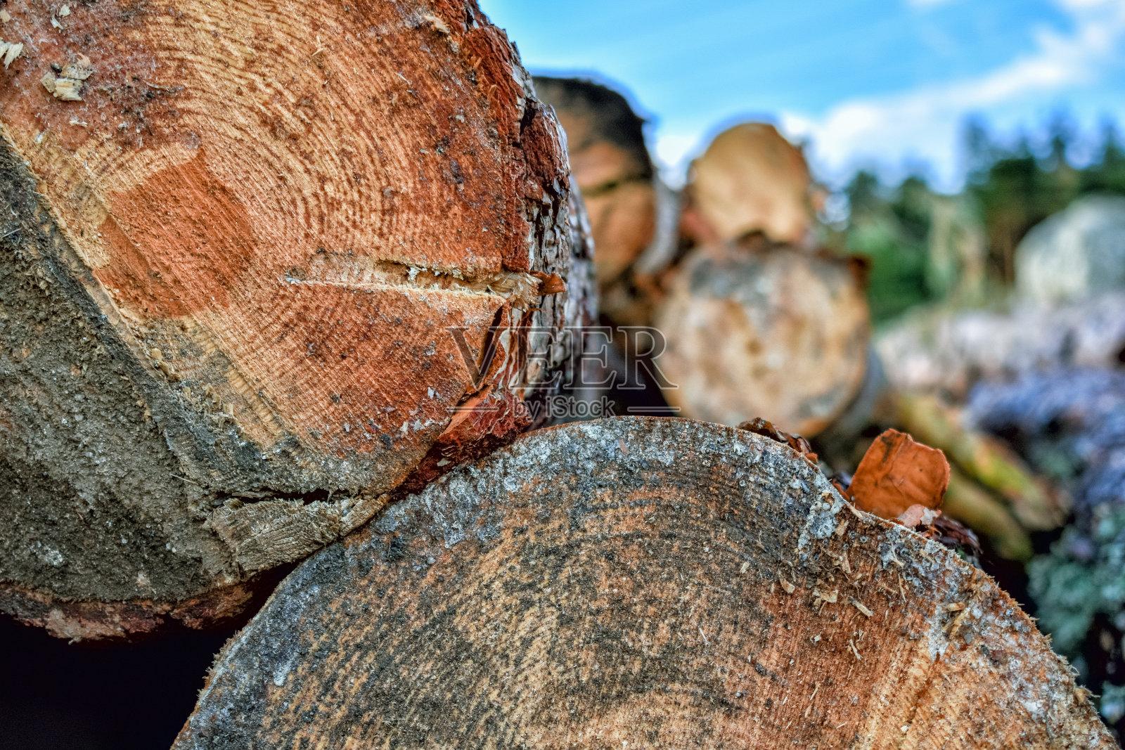 树干切割前景和未聚焦的背景照片摄影图片
