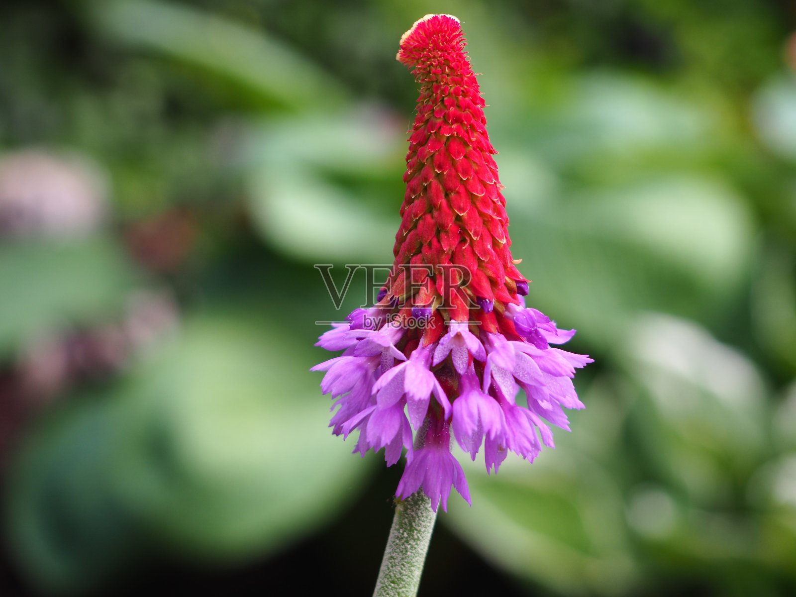 盛开的报春花有红色和紫色，兰花报春花以绿色为背景照片摄影图片