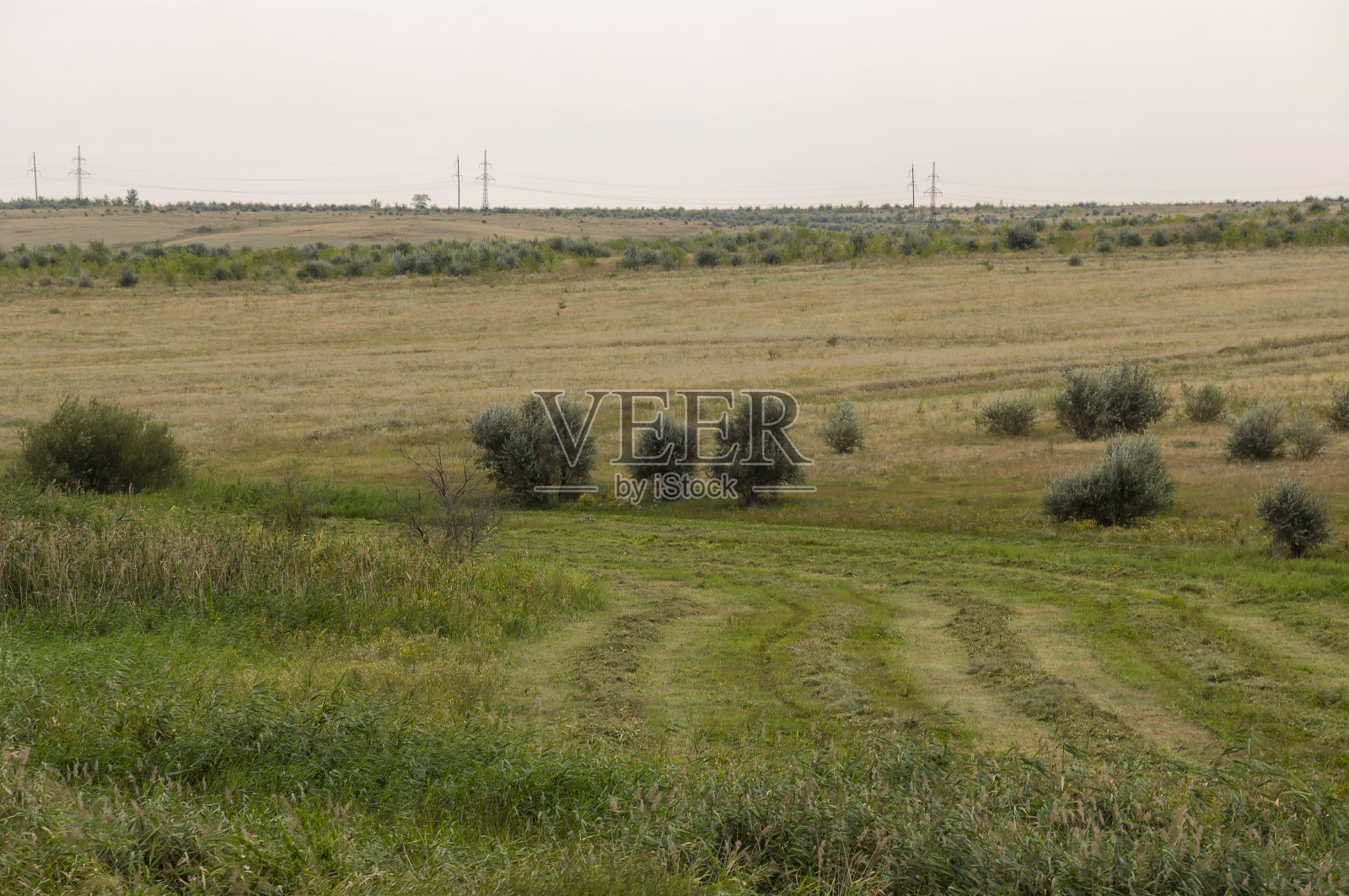 金色的草地，远处有孤独的绿树和湛蓝平静温柔的天空。黄色的干草。电场中的电杆。旅行。乌拉尔风景照片摄影图片