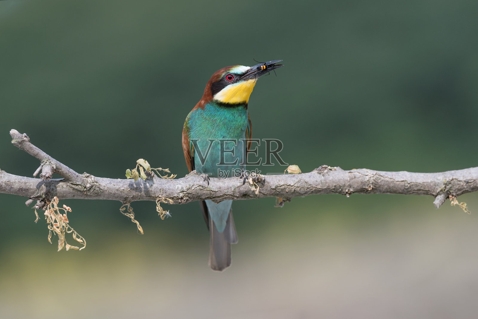 令人敬畏的热带鸟类的肖像(Merops apiaster)照片摄影图片