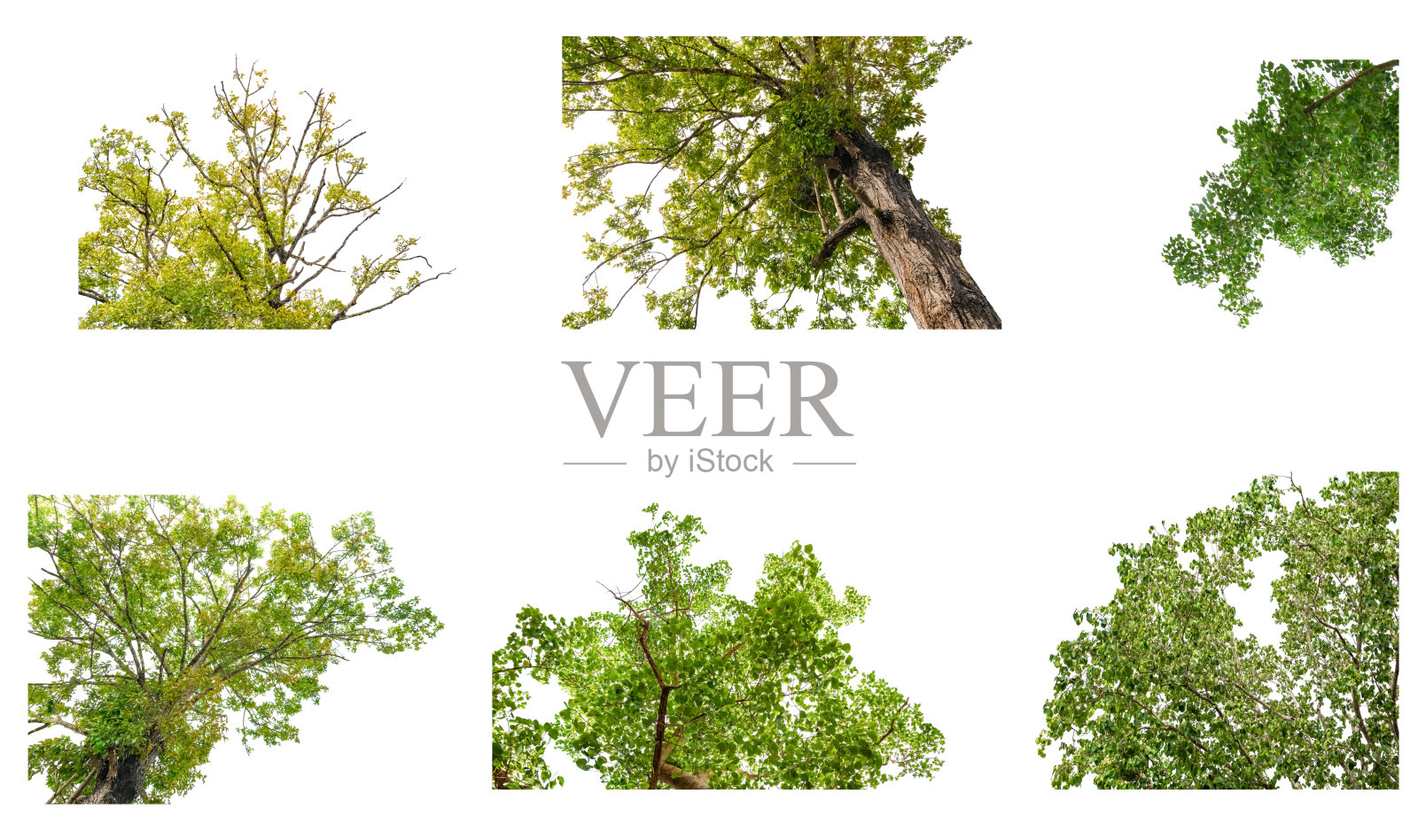 收集的树木绿色自然美丽孤立在白色的背景照片摄影图片