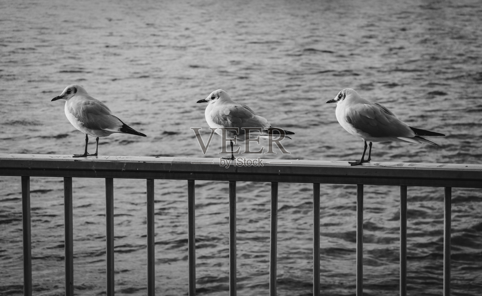 黑白相间的海鸥照片摄影图片