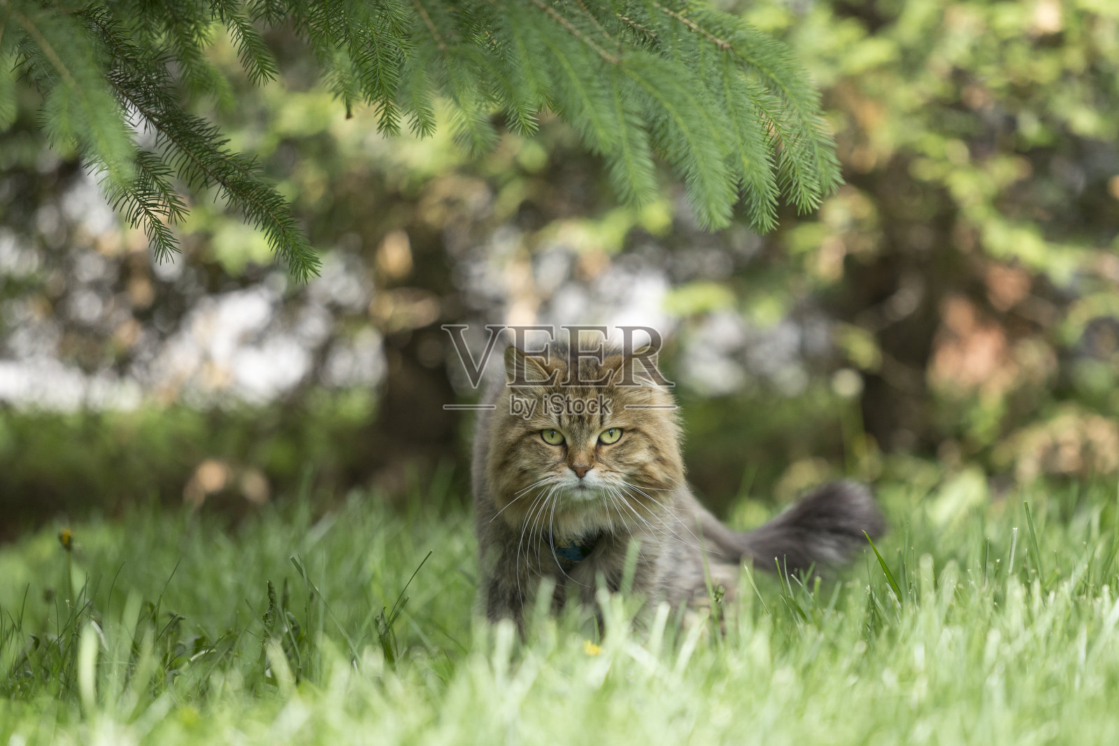 花猫在草地上散步照片摄影图片