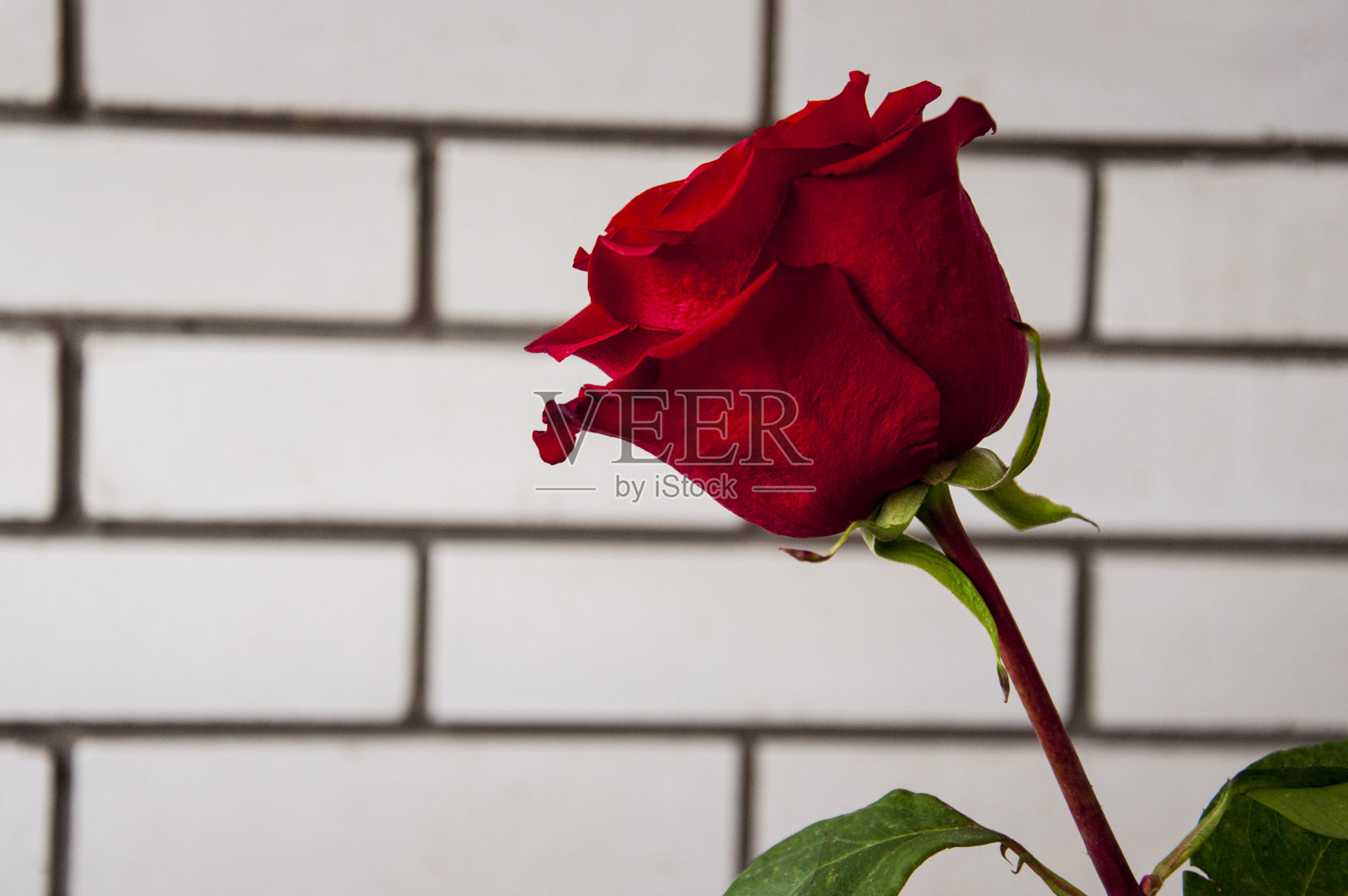 可爱的葡萄酒红色玫瑰大朵花。绿叶和荆棘。仍然生活。光砖背景照片摄影图片