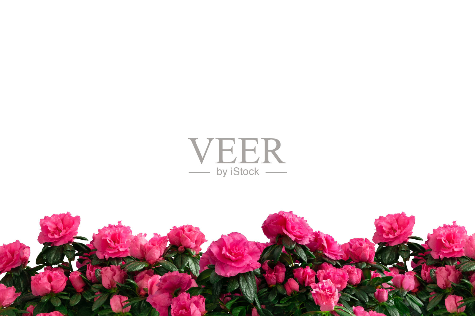 盆底杜鹃花装饰照片摄影图片