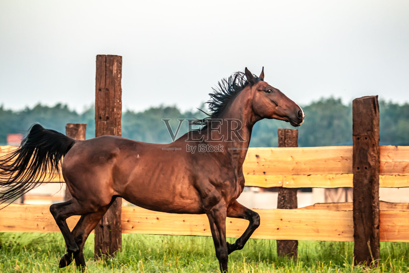 日出时草原上疾驰的骏马照片摄影图片