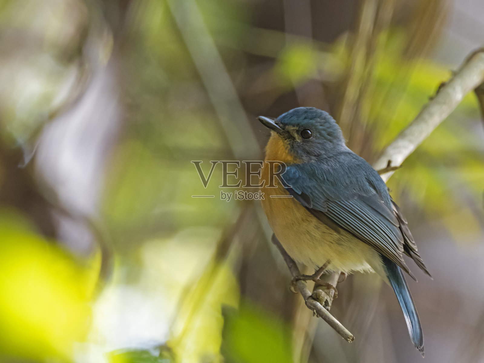 Tickell's Blue Flycatcher (Cyornis tickelliae)种族tickelliae照片摄影图片