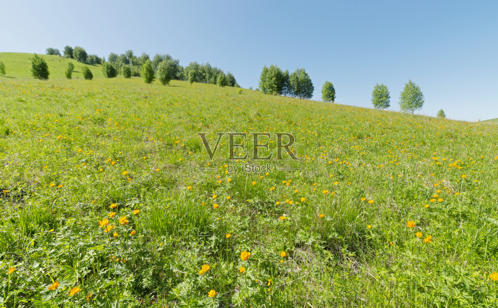 山坡上绿油油的草地上开着漂亮的桔黄色花朵照片摄影图片