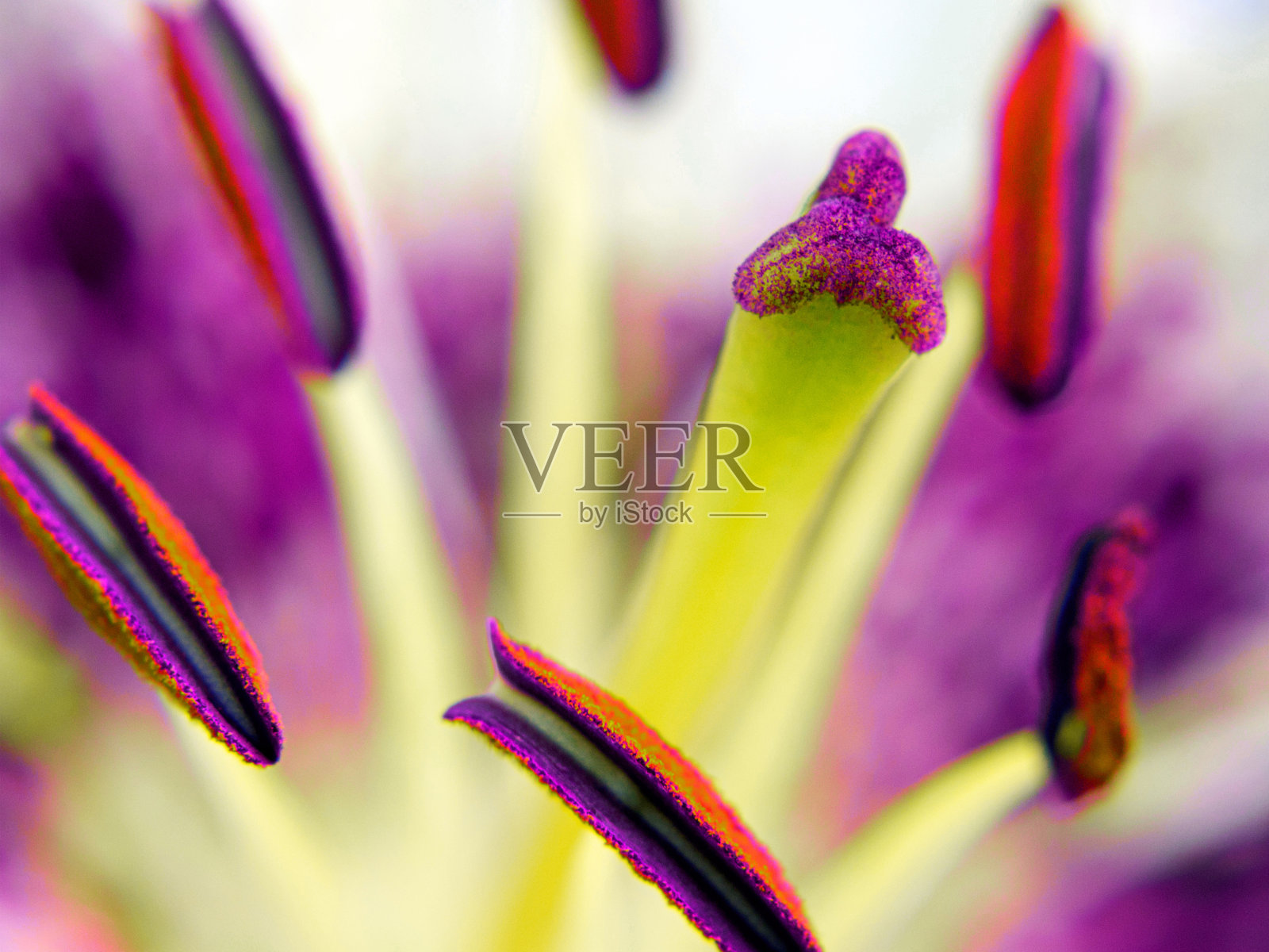 近距离观察东方观星者百合花照片摄影图片