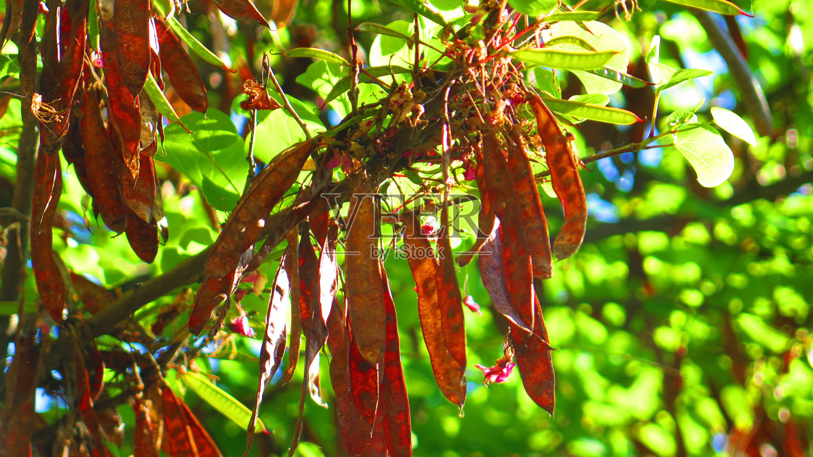 槐树的心荚照片摄影图片