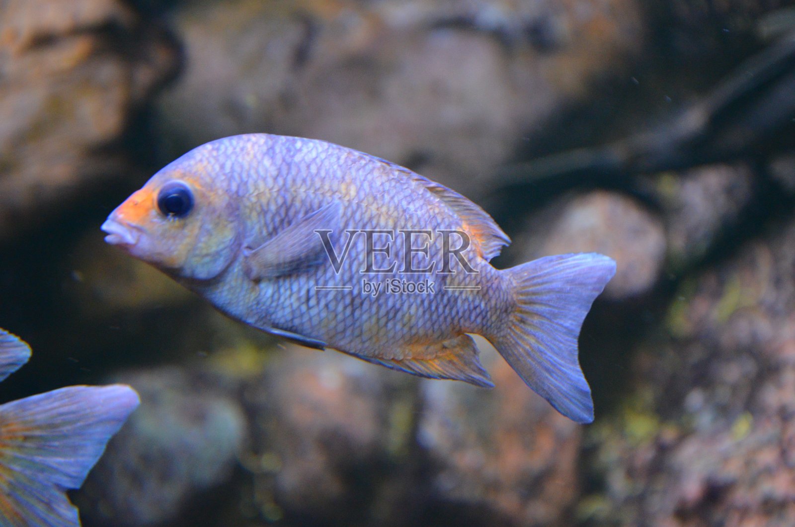 柏林水族馆里的热带鱼照片摄影图片