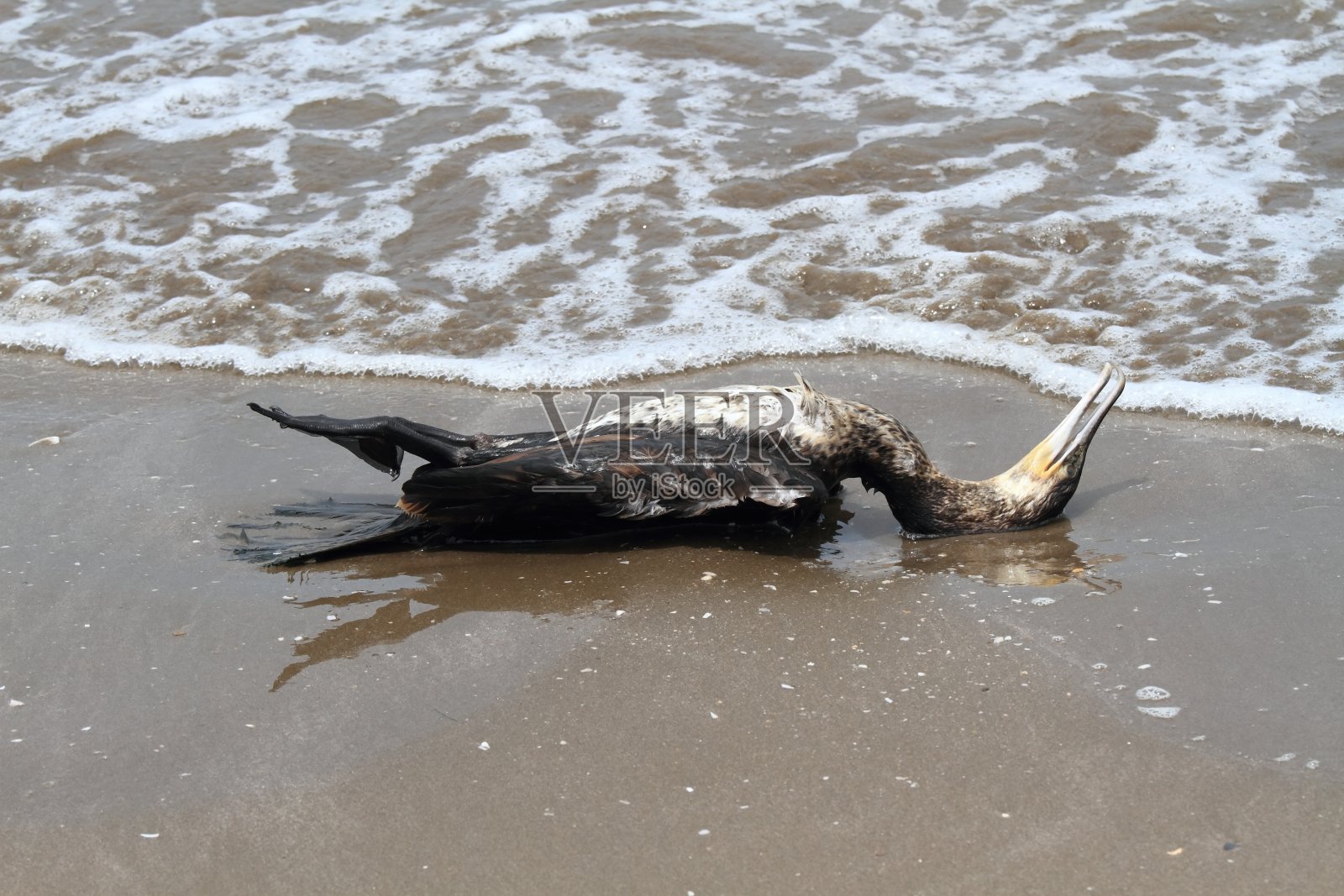 海滨上的死鸬鹚照片摄影图片