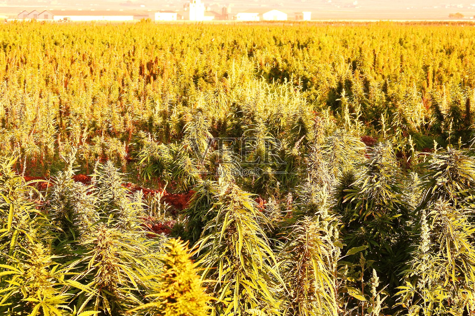 大麻田照片摄影图片