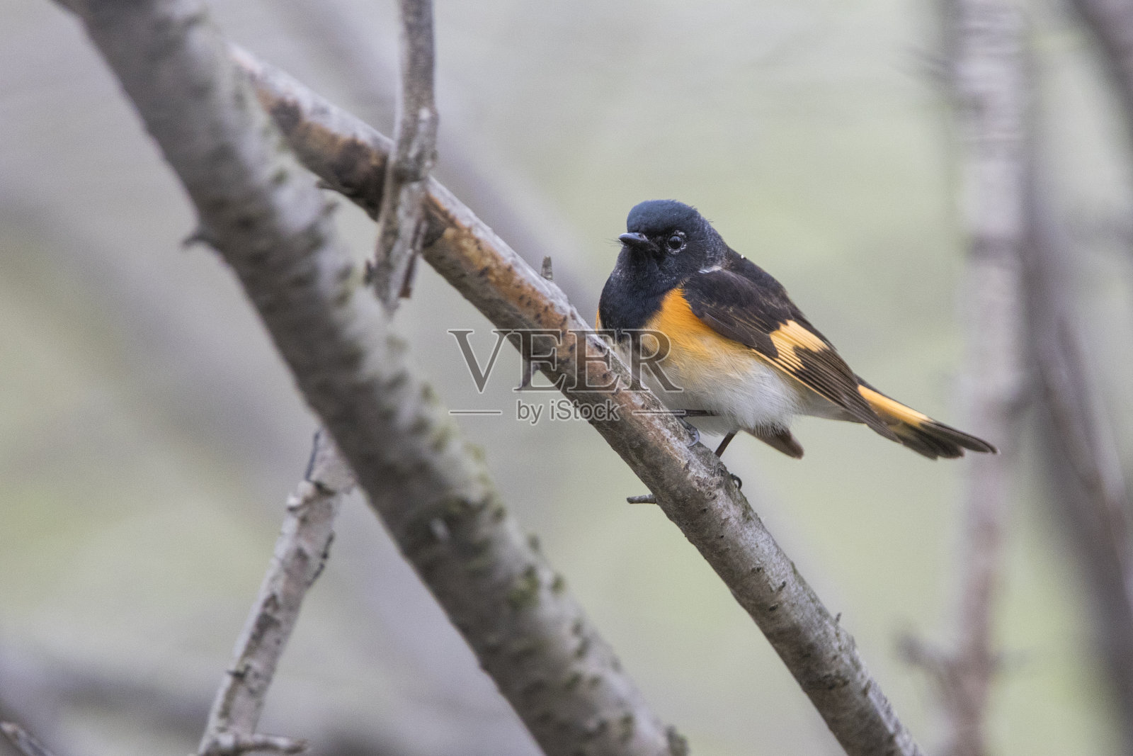 雄性美洲红尾鸲照片摄影图片