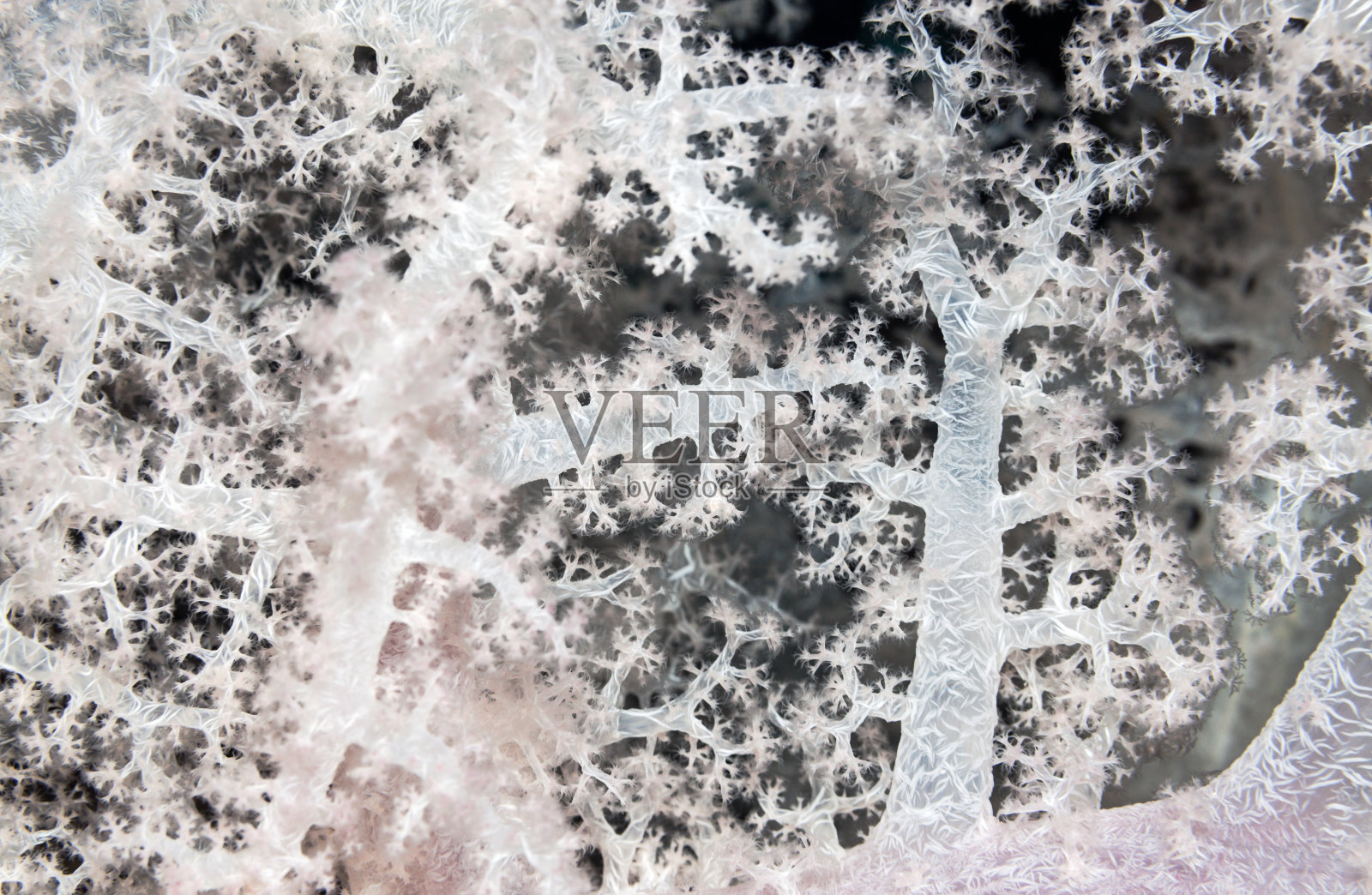 世界海洋珊瑚礁的 яркие 表象，特写照片摄影图片