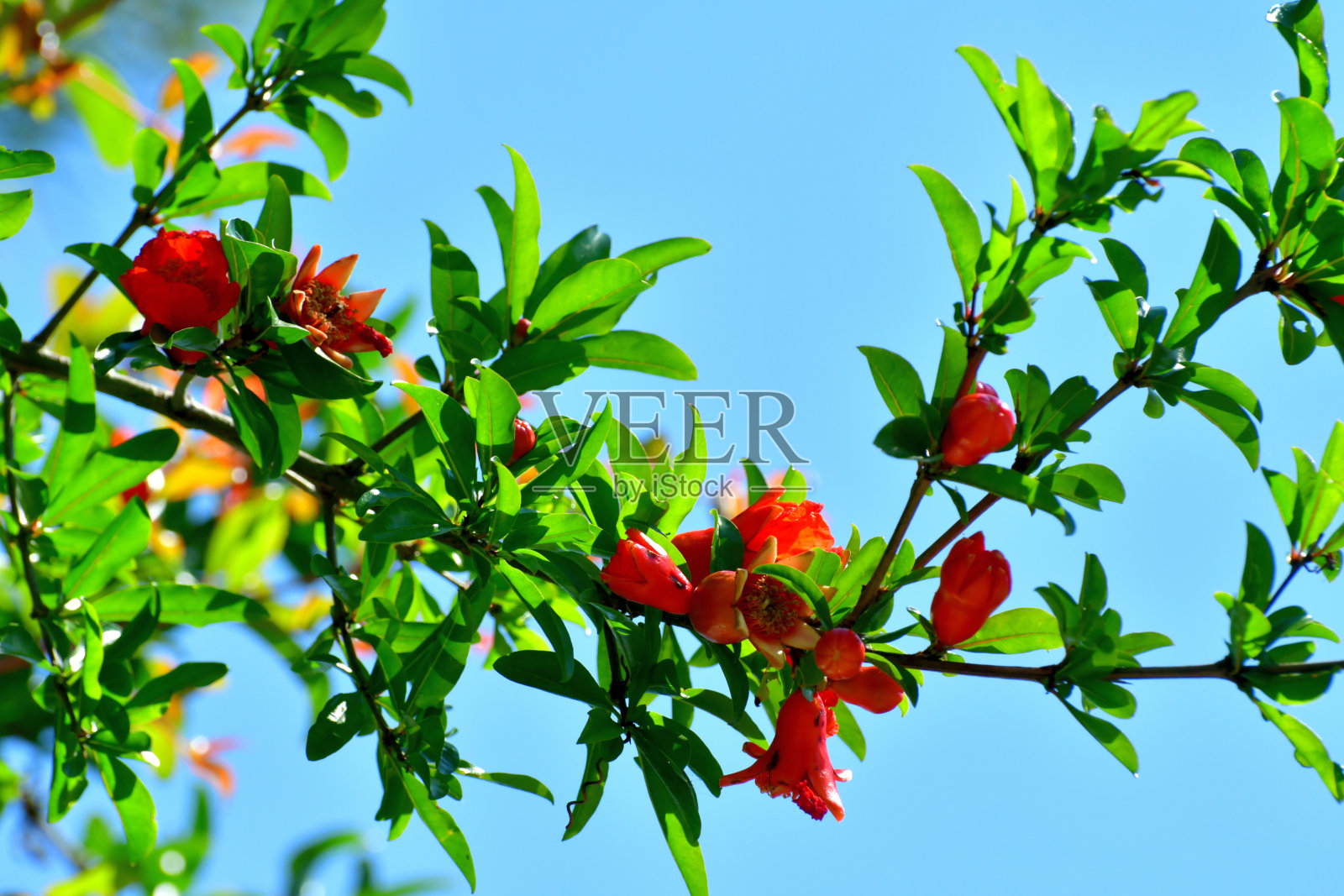 石榴的花和果实照片摄影图片