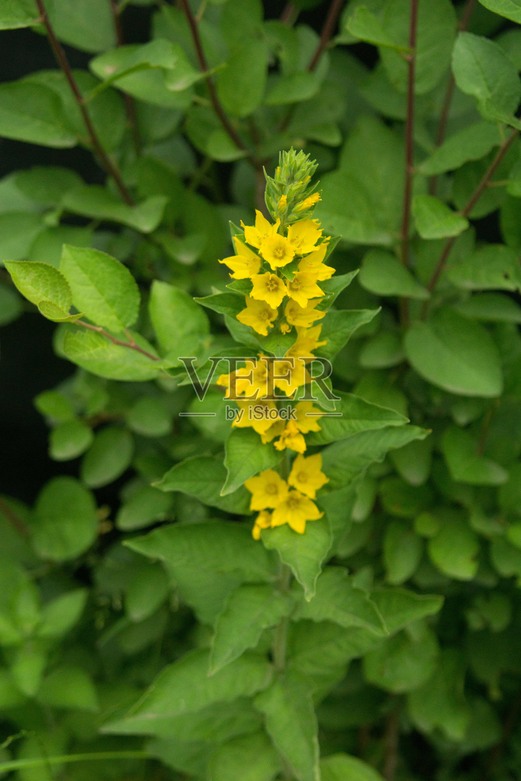 利西马基亚 ·蓬塔塔照片摄影图片