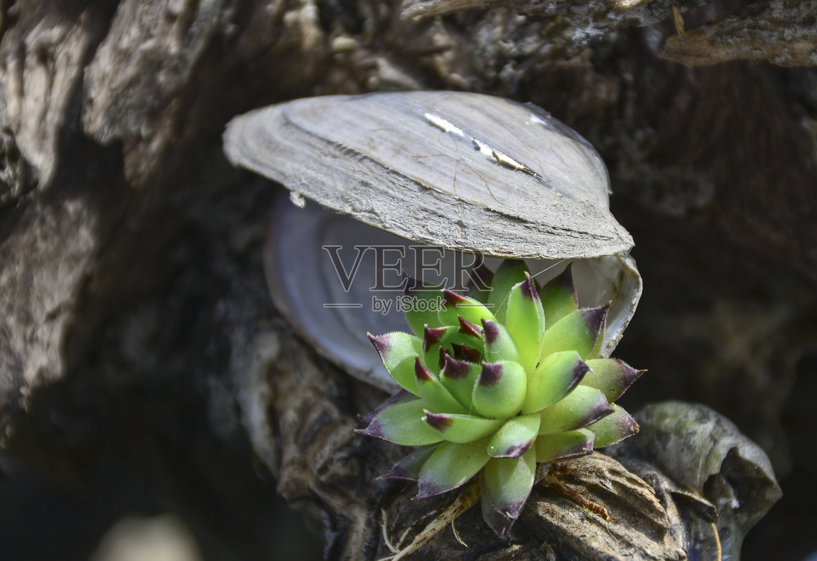 作文照片摄影图片