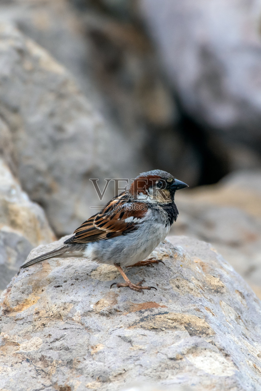 在西海岸又活了一天照片摄影图片