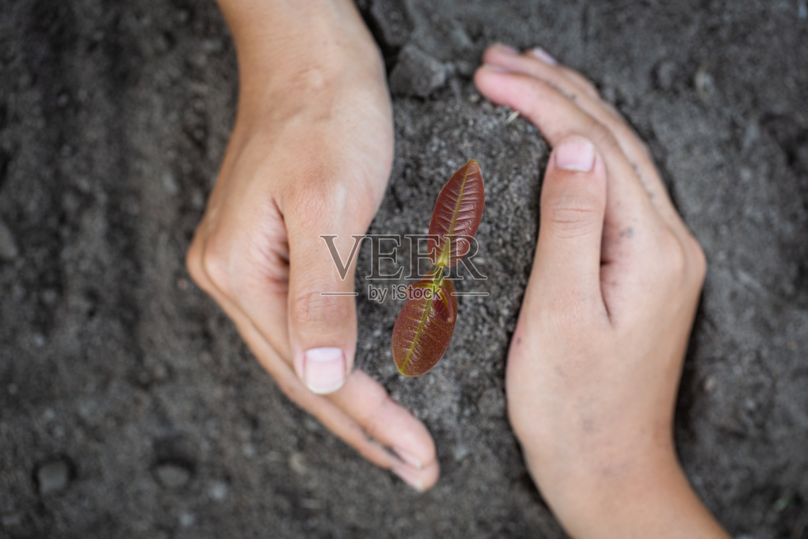 用树木的双手种植幼苗，减少全球变暖，关爱世界的理念。照片摄影图片