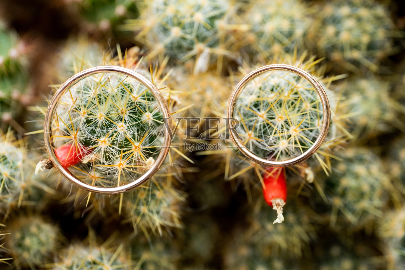 结婚金戒指在仙人掌上和橙色的水果。爱情,婚姻的概念。开销。照片摄影图片