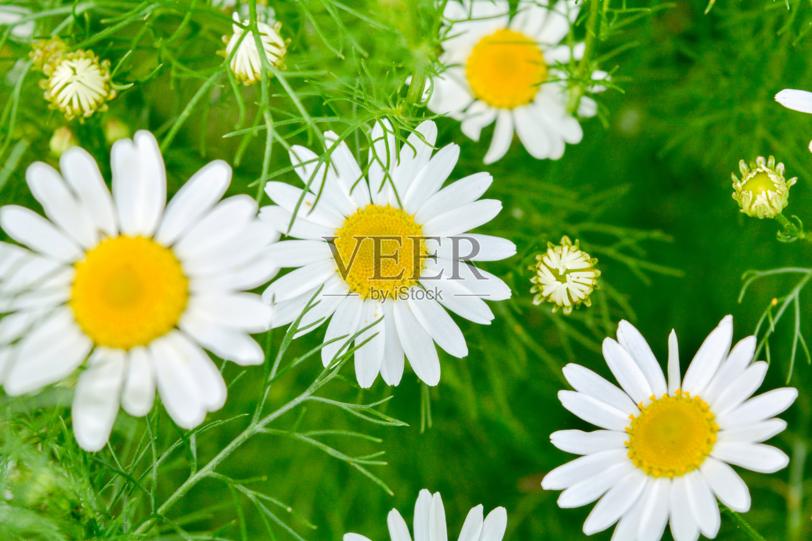 药洋甘菊花卉。芳香疗法的香草甘菊菊花照片摄影图片