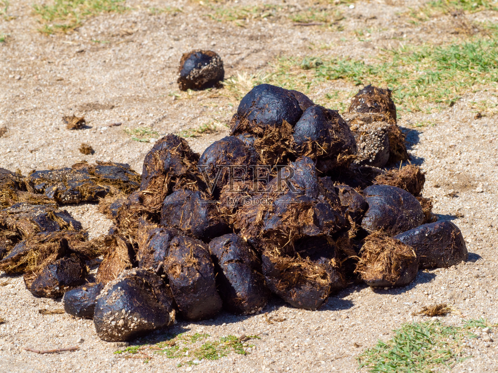 田里一堆新鲜的马粪照片摄影图片