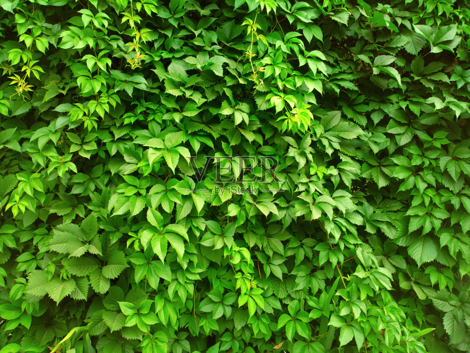 野生葡萄。照片摄影图片