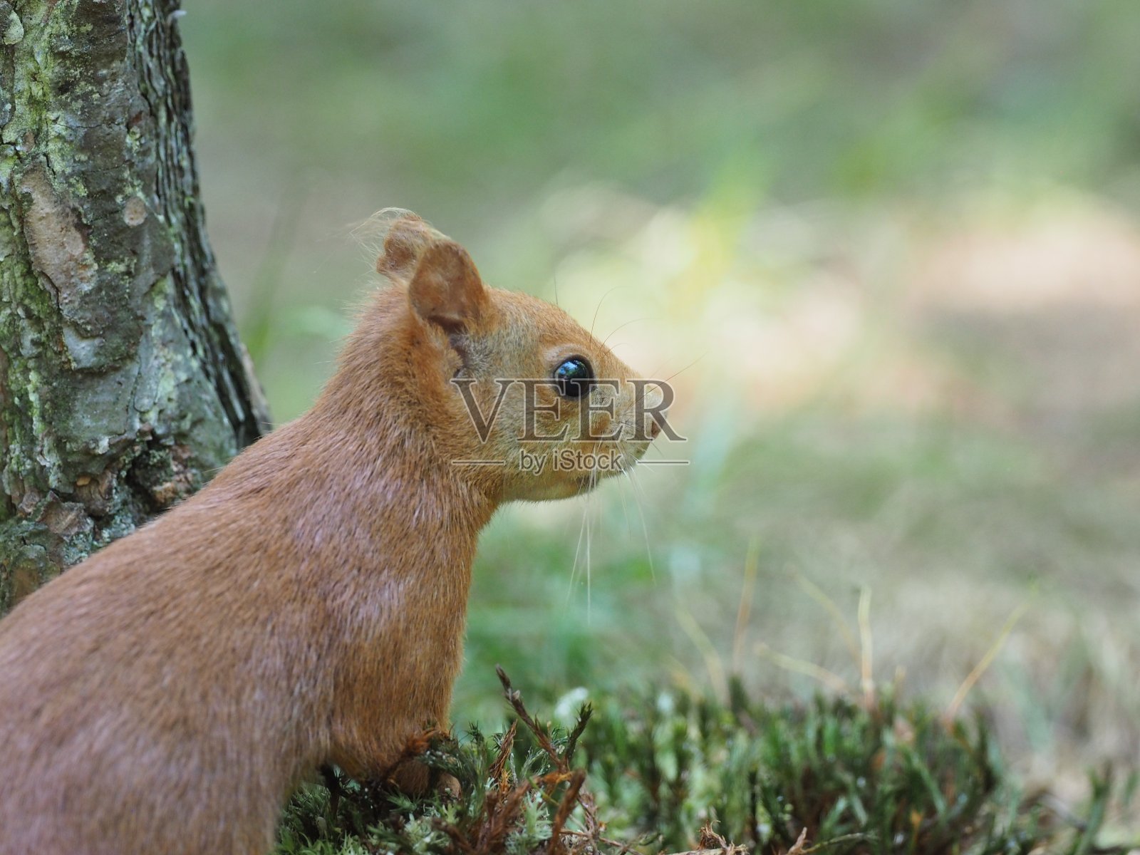 红色欧洲Squirrell照片摄影图片