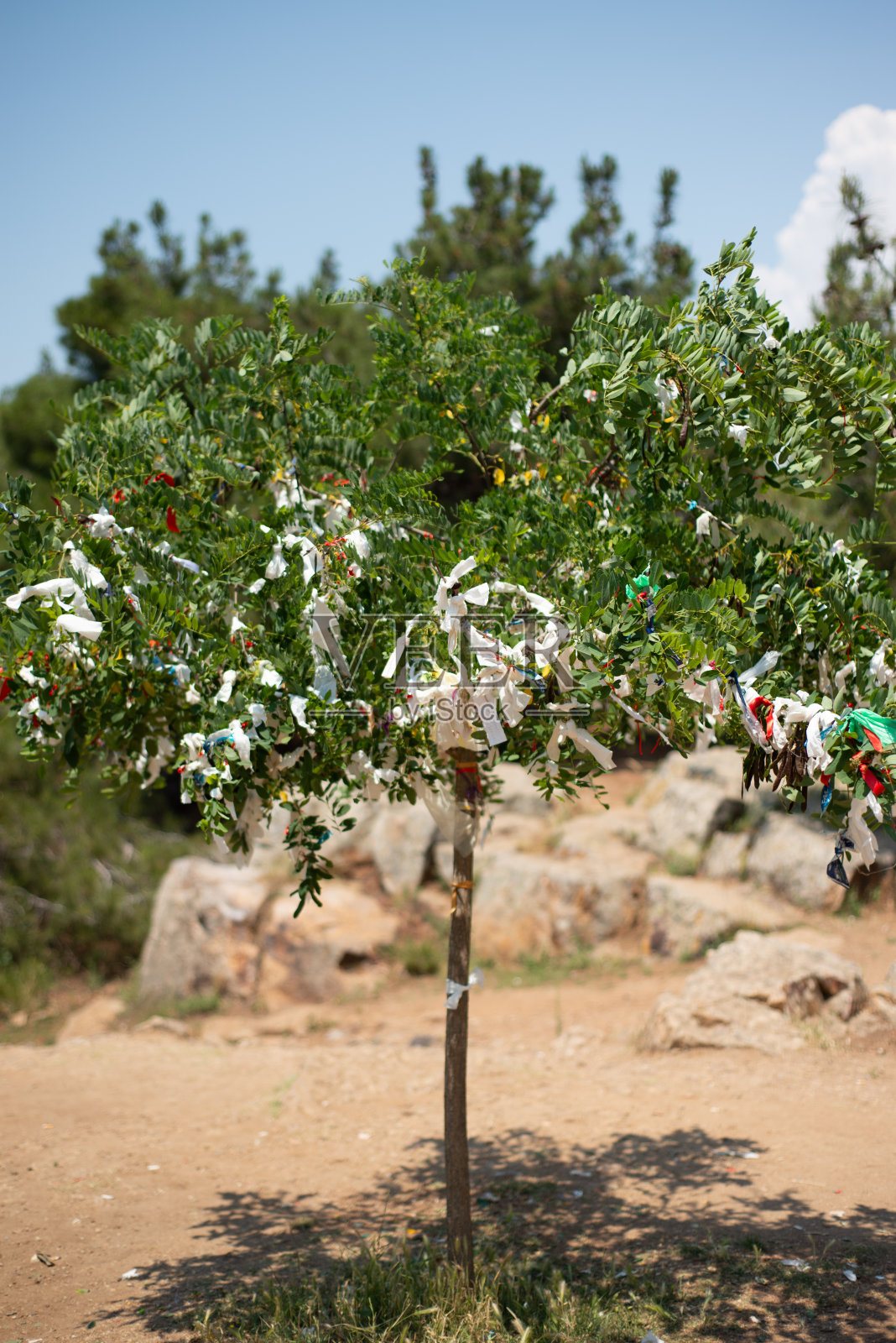 希望树照片摄影图片