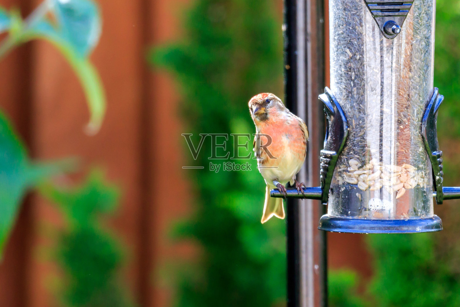 金翅鸟照片摄影图片