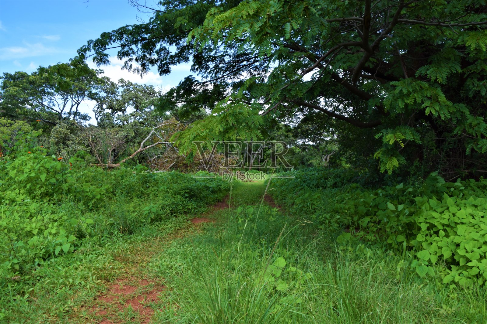 非洲大草原荒野自然户外狩猎景观照片摄影图片