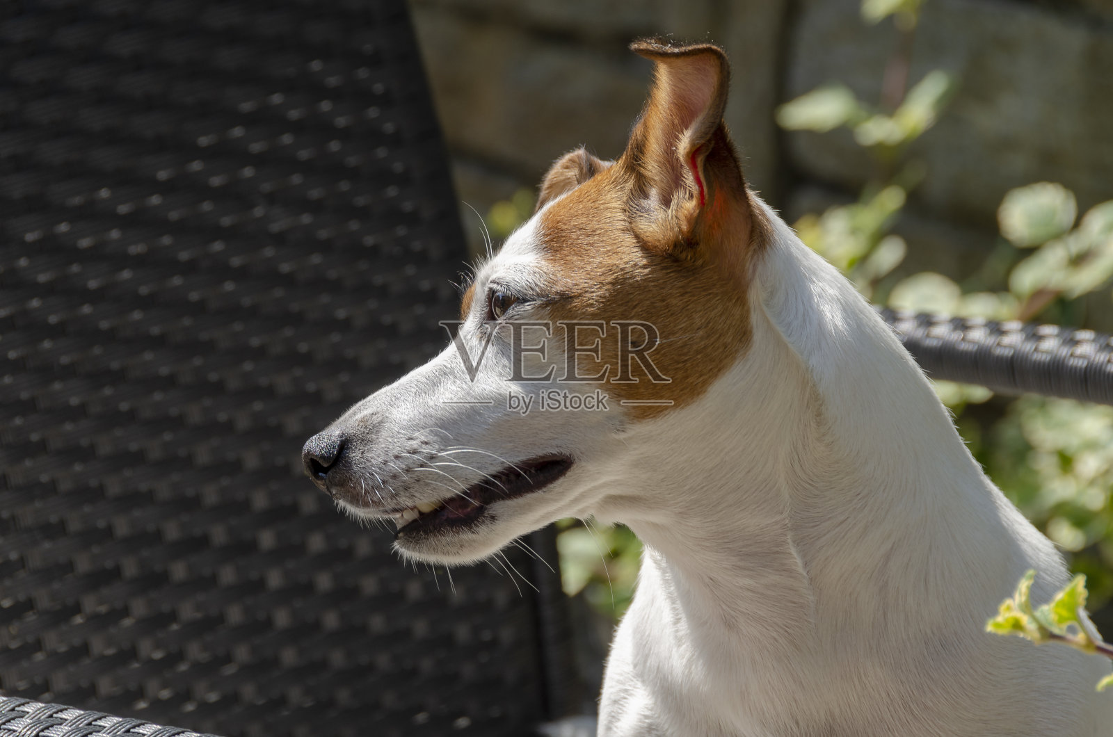 杰克罗素照片摄影图片