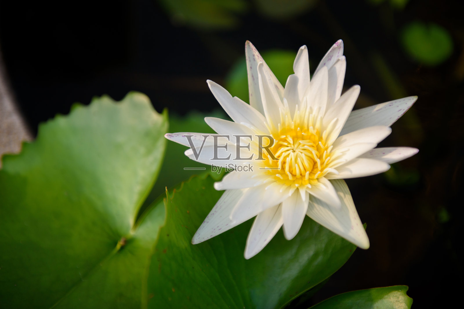 白色的睡莲和浮萍在早晨照片摄影图片