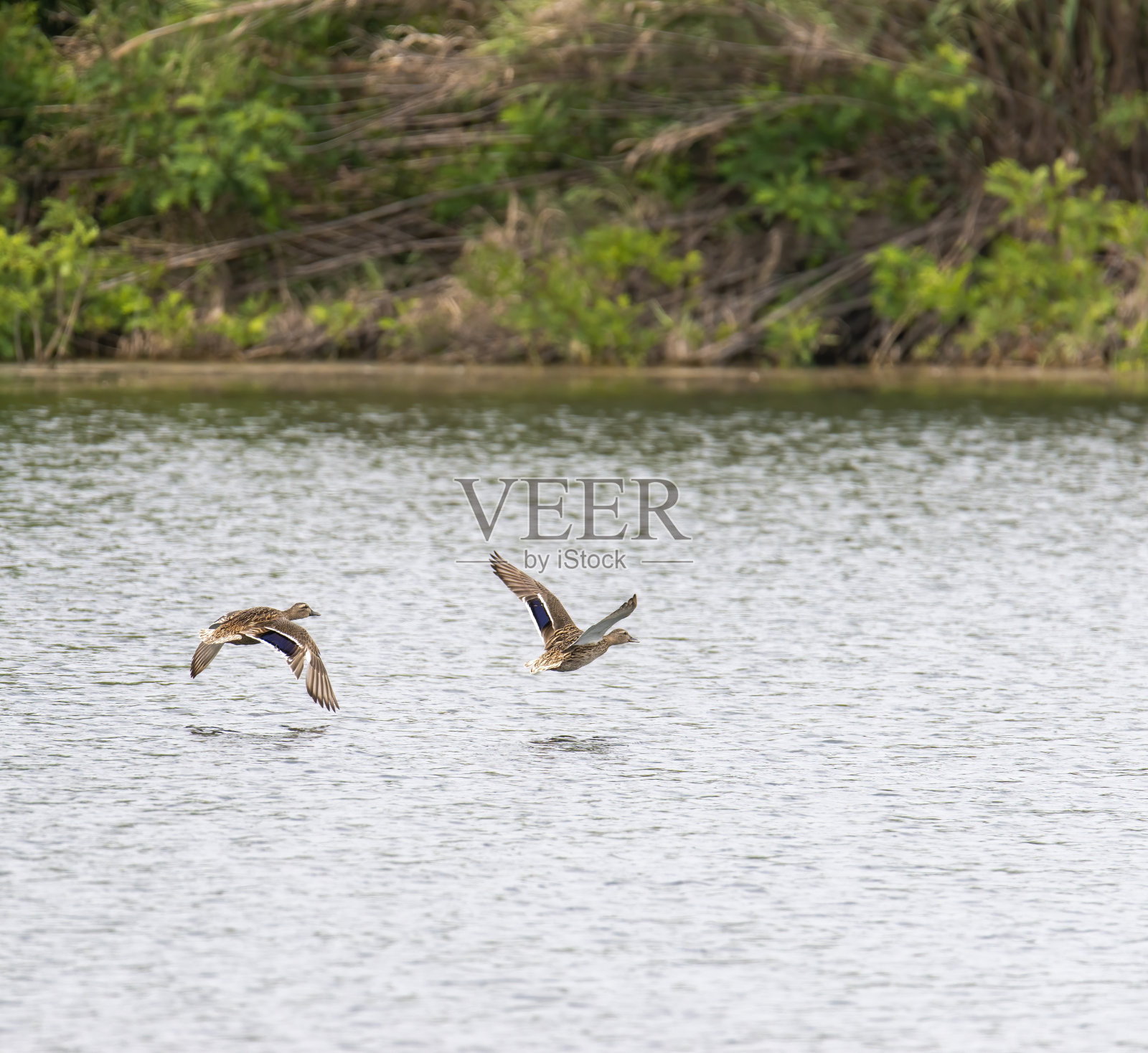 湖中的野鸭照片摄影图片