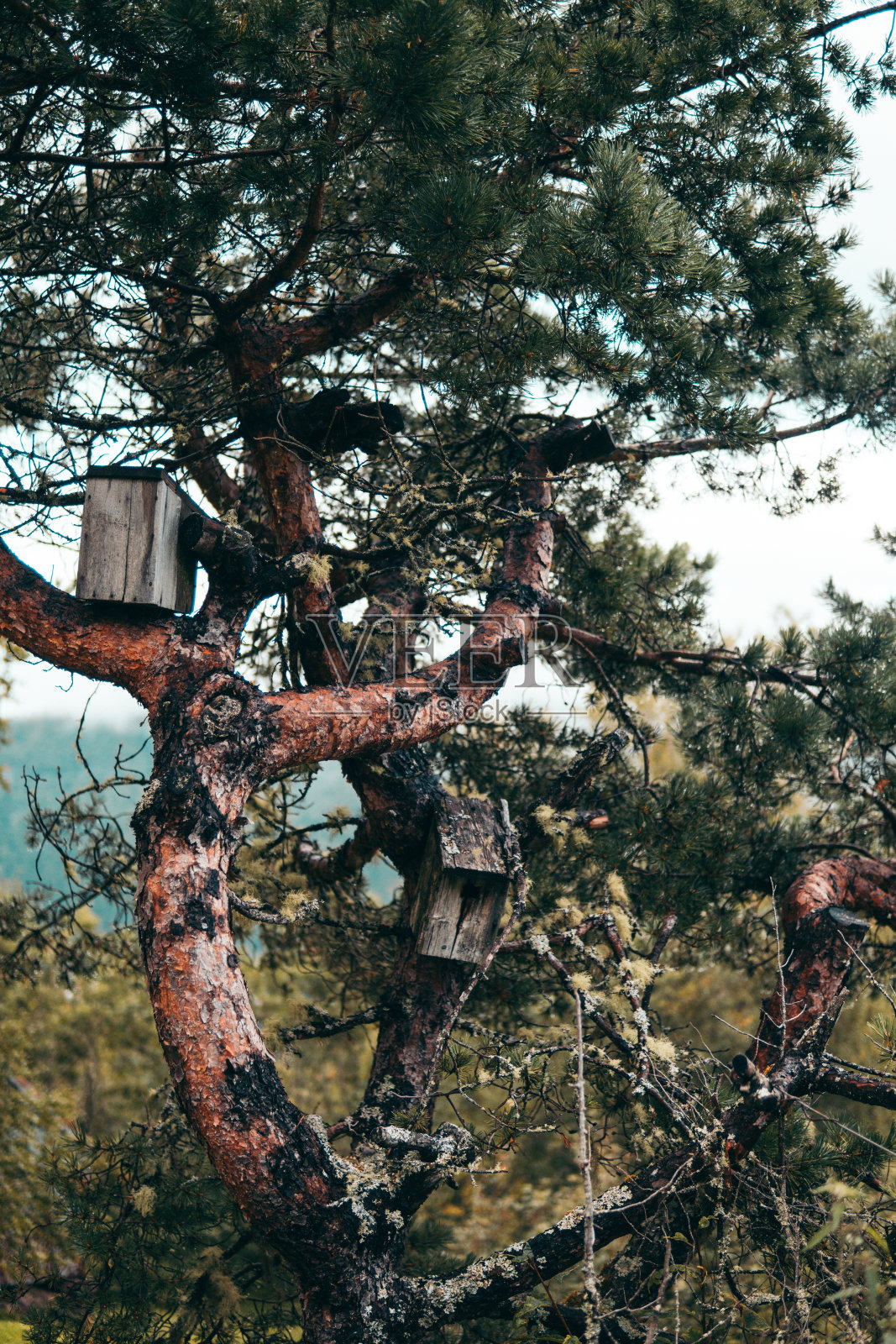 阳光下的松树。鸟屋照片摄影图片