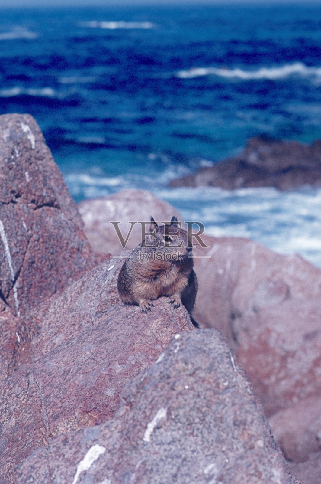 加利福尼亚海岸的松鼠照片摄影图片